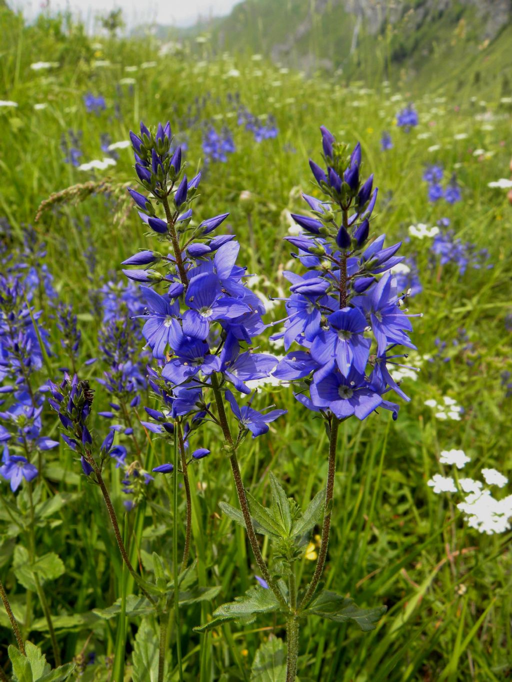 Veronica cfr. angustifolia